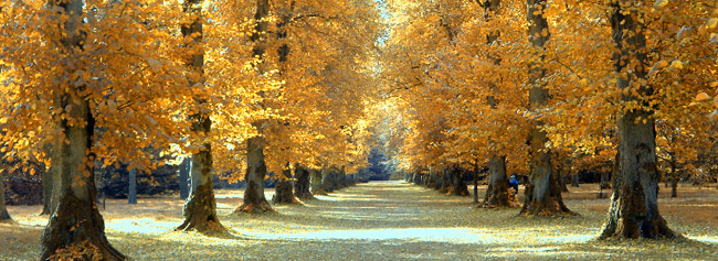 Westonbirt Arboretum